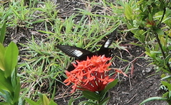 Papilio ambrax