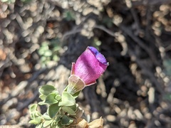 Eremophila rotundifolia