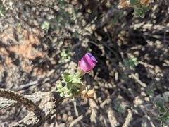 Eremophila rotundifolia