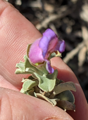 Eremophila rotundifolia