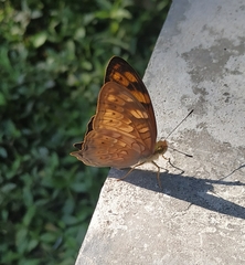 Vagrans sinha