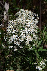 Olearia phlogopappa