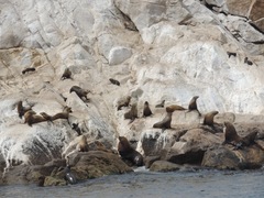 Arctocephalus pusillus