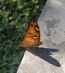 Vagrans sinha