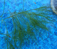 Bryopsis corticulans