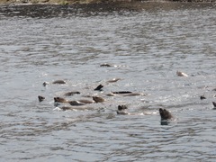 Arctocephalus pusillus