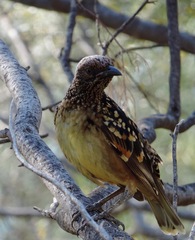 Chlamydera guttata