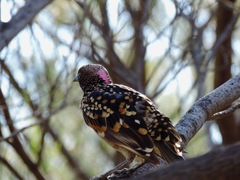 Chlamydera guttata