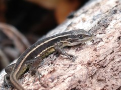 Liolaemus cyanogaster