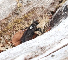 Pritchardia hirtipes