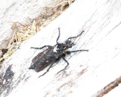 Pritchardia hirtipes