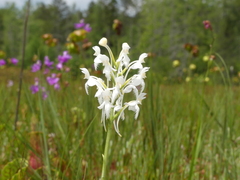 Platanthera blephariglottis blephariglottis