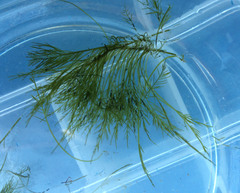 Bryopsis corticulans