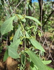Santalum