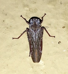 Tretogonia