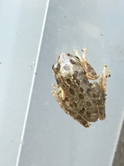 Hyla squirella