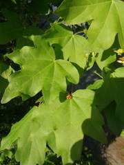 Harmonia axyridis