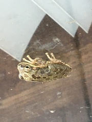 Hyla squirella