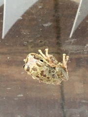 Hyla squirella
