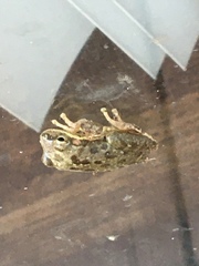 Hyla squirella