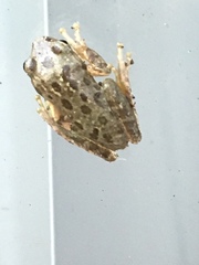 Hyla squirella
