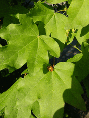 Harmonia axyridis