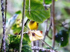 Geothlypis aequinoctialis