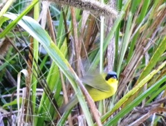 Geothlypis aequinoctialis