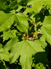 Harmonia axyridis
