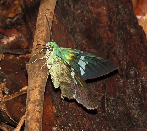 Astraptes apastus