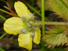 Argentina anserinoides