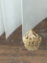 Hyla squirella