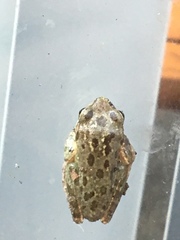 Hyla squirella