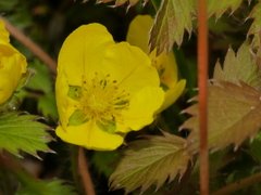Argentina anserinoides