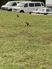 Sciurus carolinensis