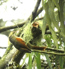 Cranioleuca subcristata