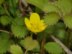Argentina anserinoides