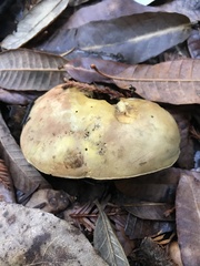 Butyriboletus querciregius