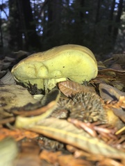 Butyriboletus querciregius