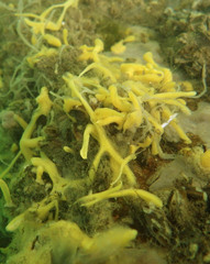 Halichondria bowerbanki