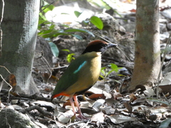 Pitta versicolor
