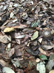 Butyriboletus querciregius