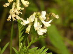 Astragalus neglectus