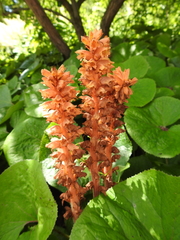 Orobanche flava