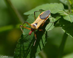 Zelus ruficeps