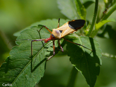 Zelus ruficeps