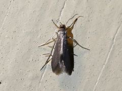 Schreckensteinia erythriella