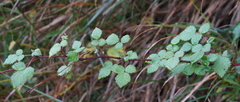Rubus mesogaeus