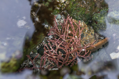 Calliarthron tuberculosum