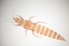 Haplothrips